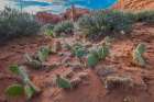 Starvation prickly pear cactus, The Windows Section, Arches National Park, Utah, USA. Art Print